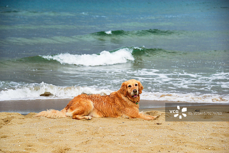躺在海边的金毛寻回犬图片素材