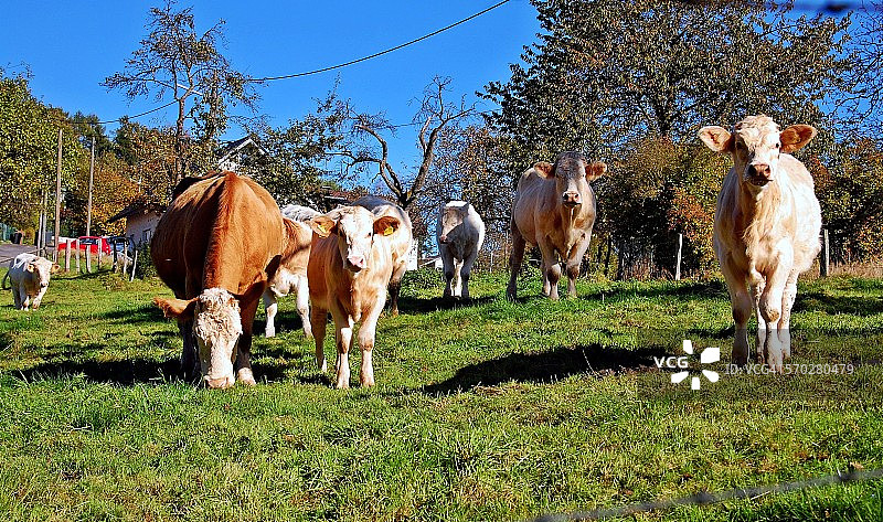 草地上的奶牛图片素材