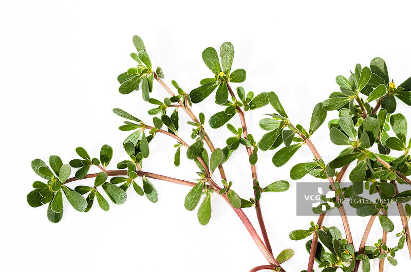 马齿苋图片素材