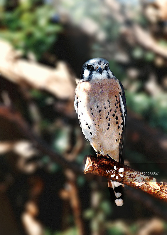美洲红隼图片素材