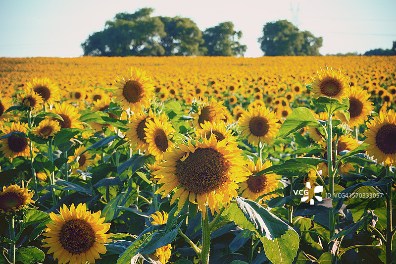黄昏时分的向日葵田图片素材