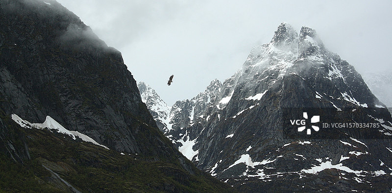 罗弗敦群岛上翱翔的海鹰图片素材