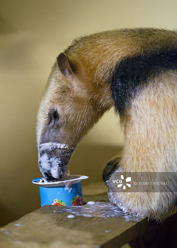 小食蚁兽吃酸奶图片素材