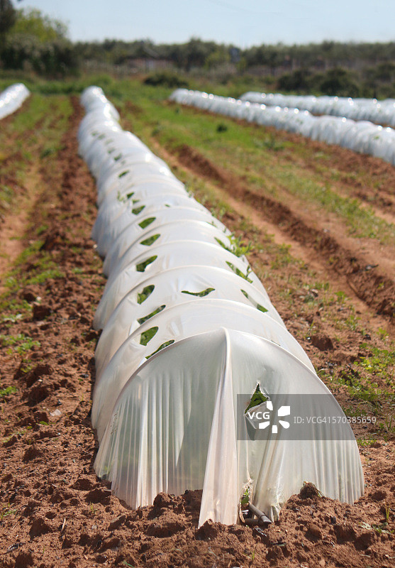 田野中塑料大棚的特写图片素材