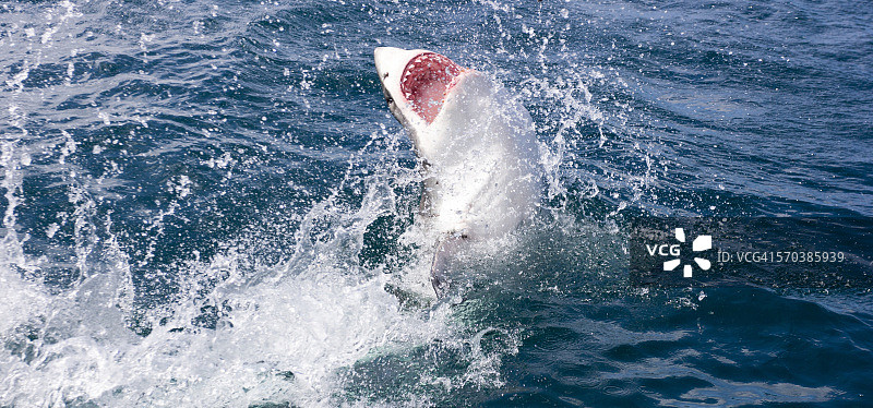 跃出水面的大白鲨，南非图片素材