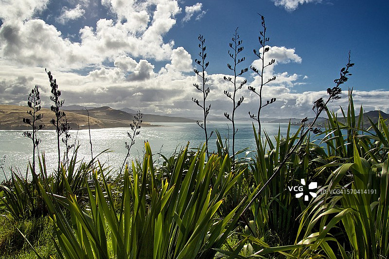 新西兰霍基昂加港的新西兰亚麻图片素材