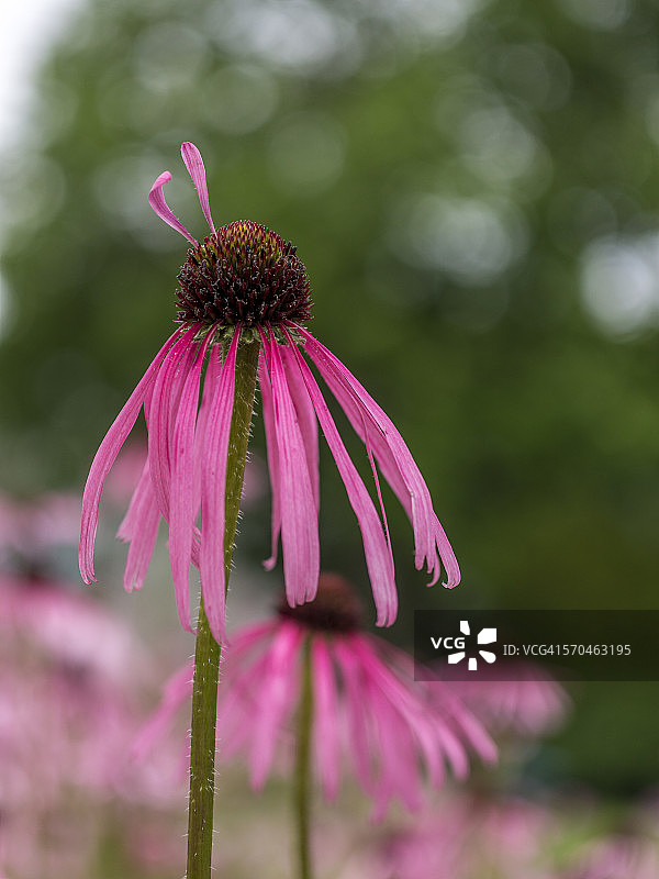 粉色松果菊植物图片素材