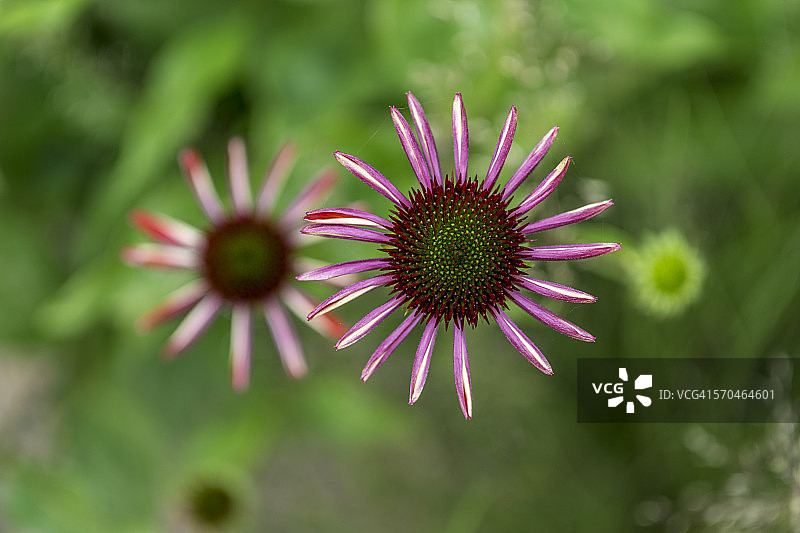 粉色松果菊植物图片素材