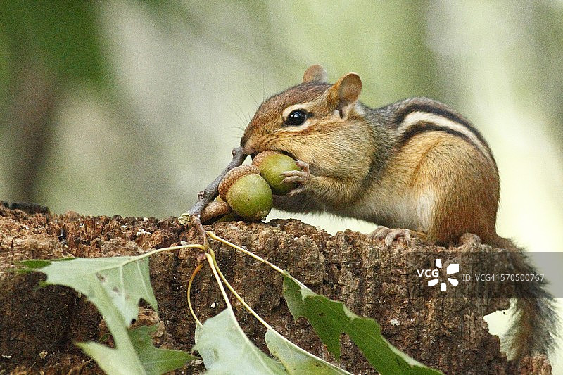 橡子采集者图片素材