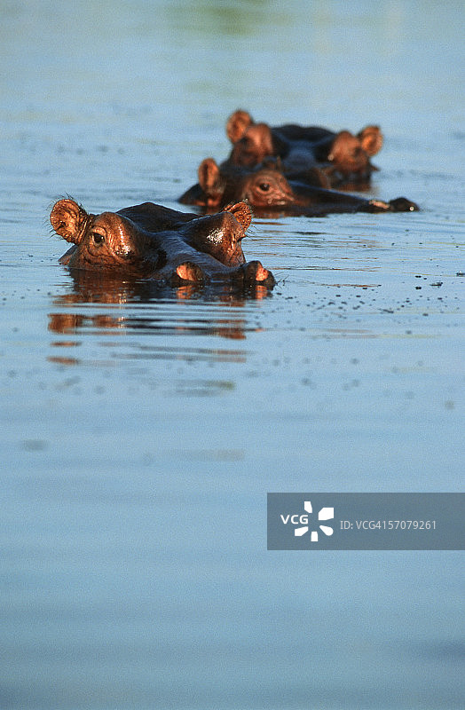 三只河马在水中嬉戏图片素材