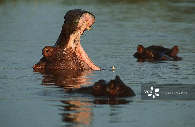 三只河马在水中嬉戏并打哈欠图片素材