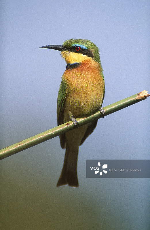 栖息在树枝上的小蜂虎图片素材