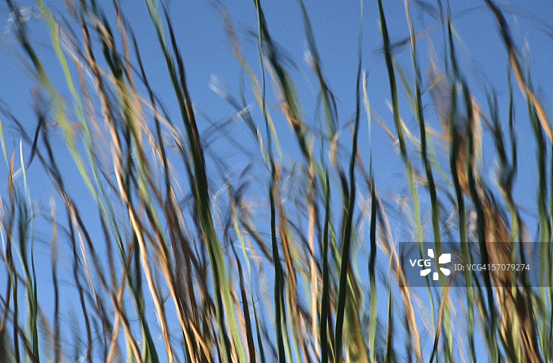 水中芦苇倒影图片素材