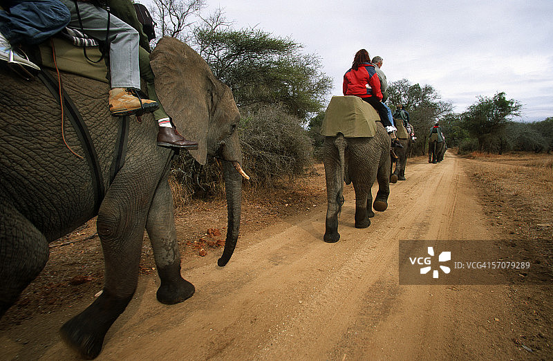 游客骑乘大象进行探险图片素材
