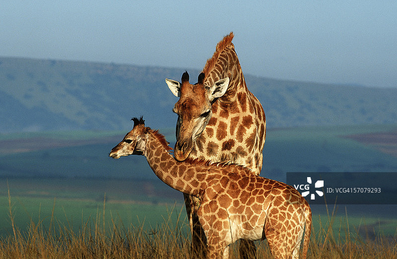 雌性长颈鹿与幼崽图片素材