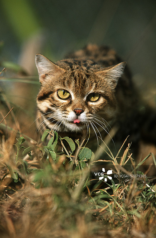 非洲野猫看向镜头图片素材