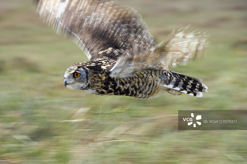 飞越灌木丛的角雕鸮图片素材