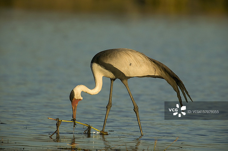 寻找食物的肉垂鹤图片素材
