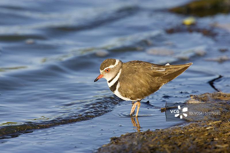 三斑鸻站在水中图片素材