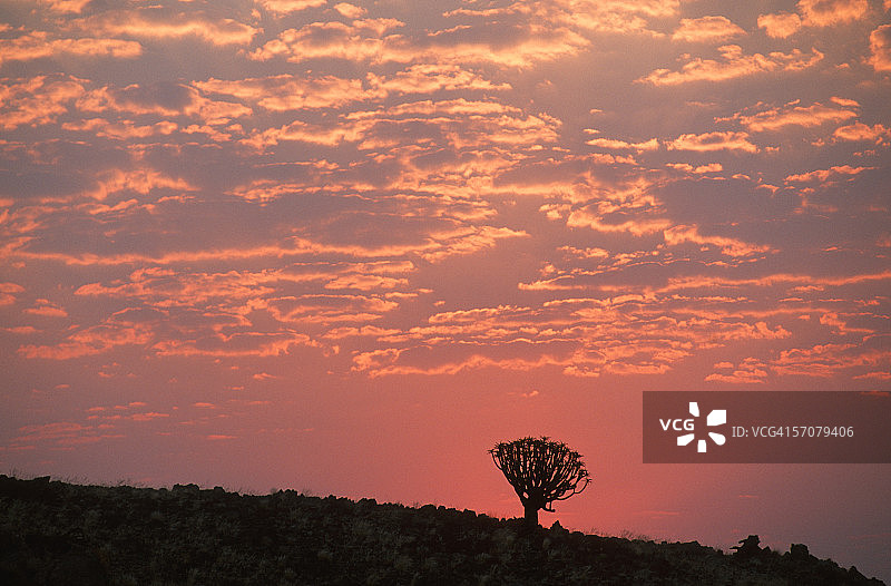 黄昏时分的箭筒树剪影图片素材