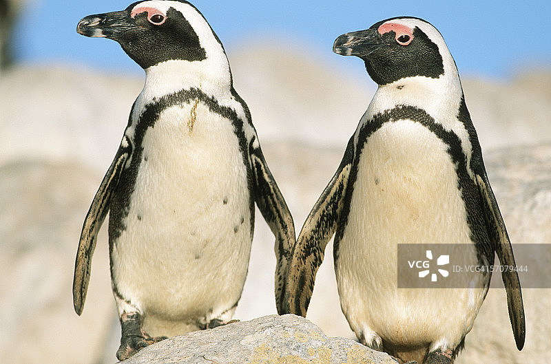两只憨企鹅并排站在巨石上图片素材