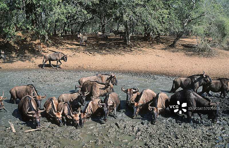 角马在泥中打滚图片素材