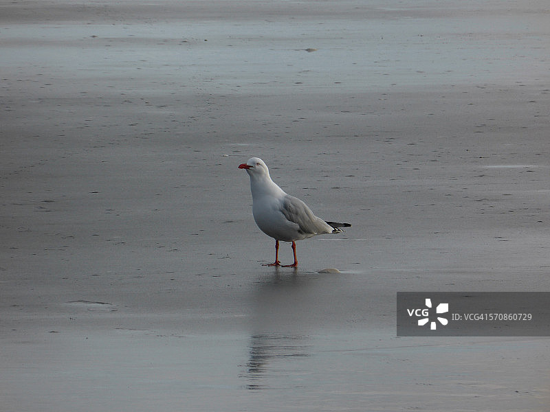 好奇的鸟儿图片素材