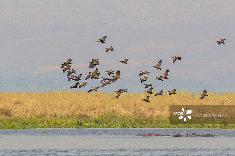 白脸鸭图片素材
