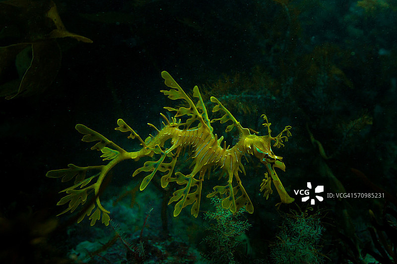 叶海龙图片素材