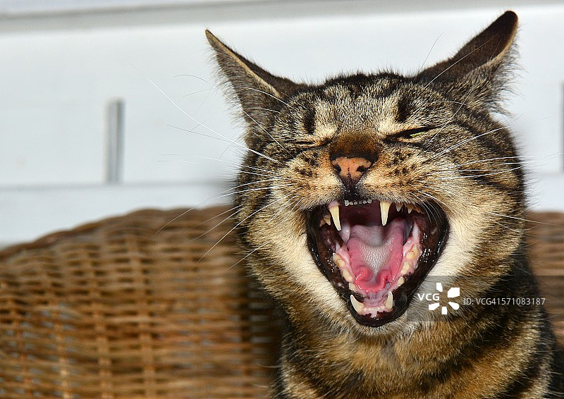 张着嘴的猫图片素材