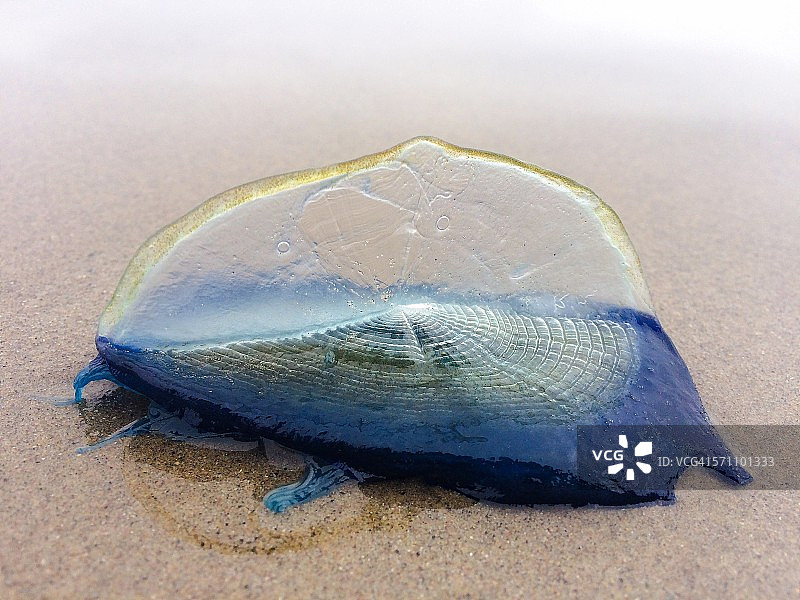 帆水母图片素材