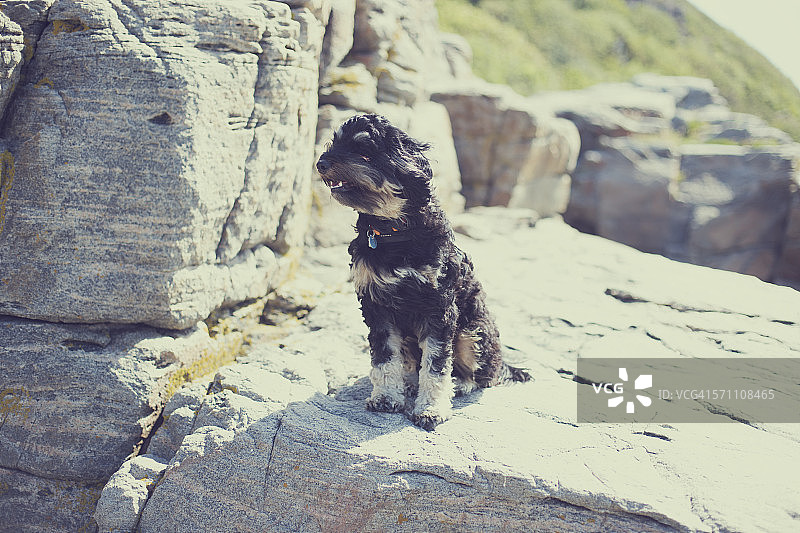 追风小狗图片素材