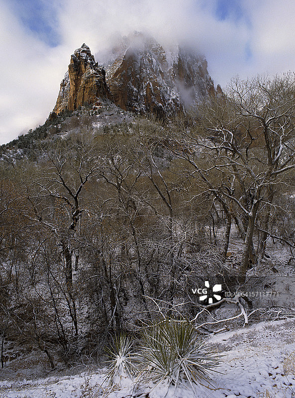 犹他州锡安国家公园：冬季雪地中的丝兰树和巨石图片素材