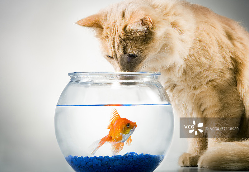 猫看着鱼缸里的金鱼特写图片素材