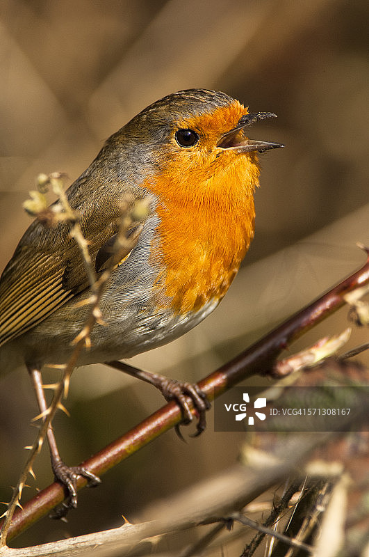 知更鸟在歌唱图片素材