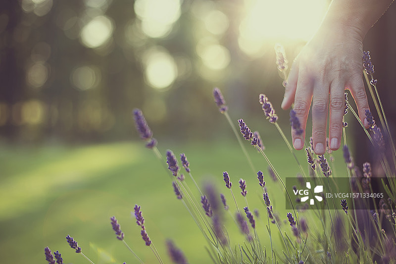 抚摸薰衣草图片素材