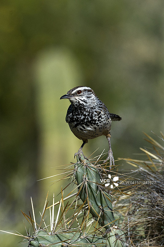 仙人掌鹪鹩图片素材