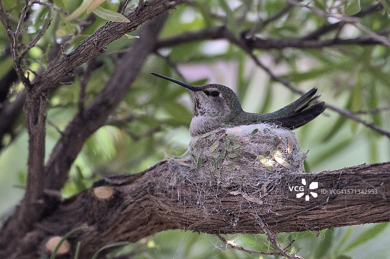 筑巢的科斯塔蜂鸟图片素材