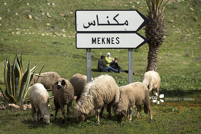 穆莱·伊德里斯的绵羊和梅克内斯路标图片素材