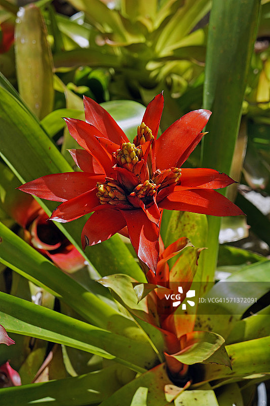 擎天凤梨花图片素材