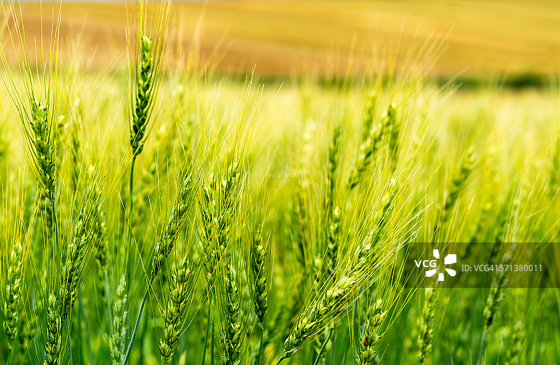 麦田图片素材