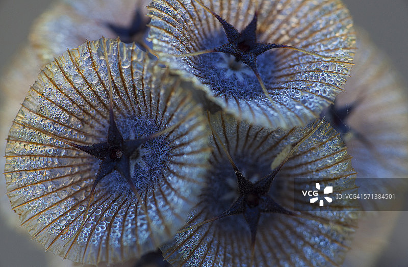 蓝盆花种子伞图片素材