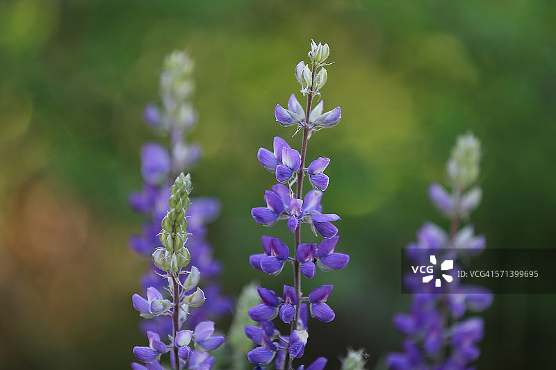Wallowa湖畔的鲜花图片素材