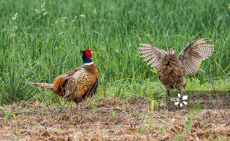 环颈雉图片素材