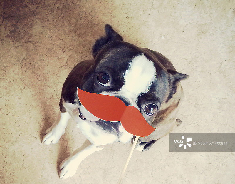 有趣的狗图片素材