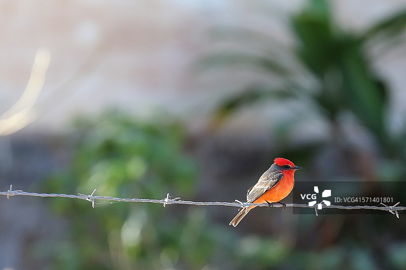 朱红霸鹟图片素材