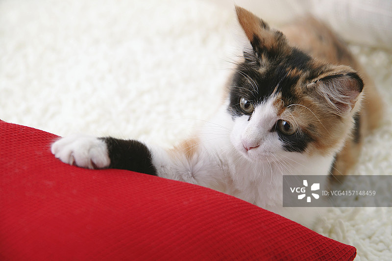 花色猫触摸垫子图片素材