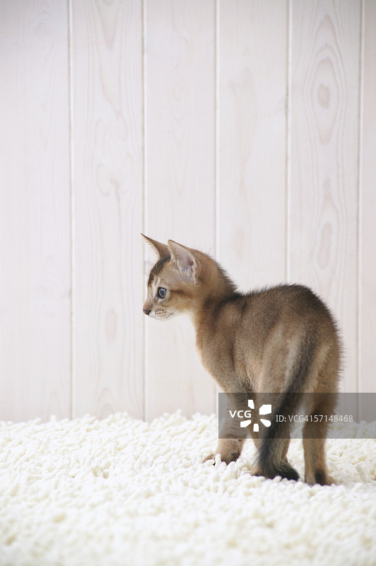 站立的阿比西尼亚猫图片素材