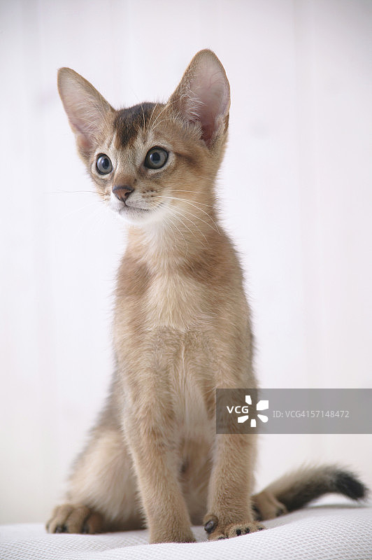 坐着的阿比西尼亚猫图片素材