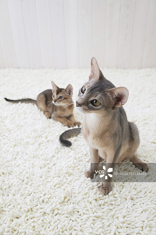 两只阿比西尼亚猫图片素材